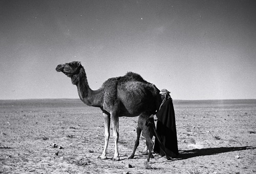 بادیه نشینان عربستان